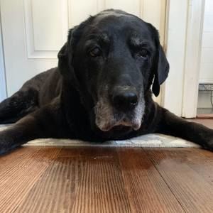 Meet your Posher, Sofia